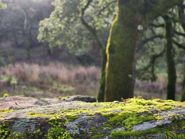 Moss growing on fieldstone rock walls beside the California Trail at the Sonoma Botanical Garden. (Photo by Laura Bassett)