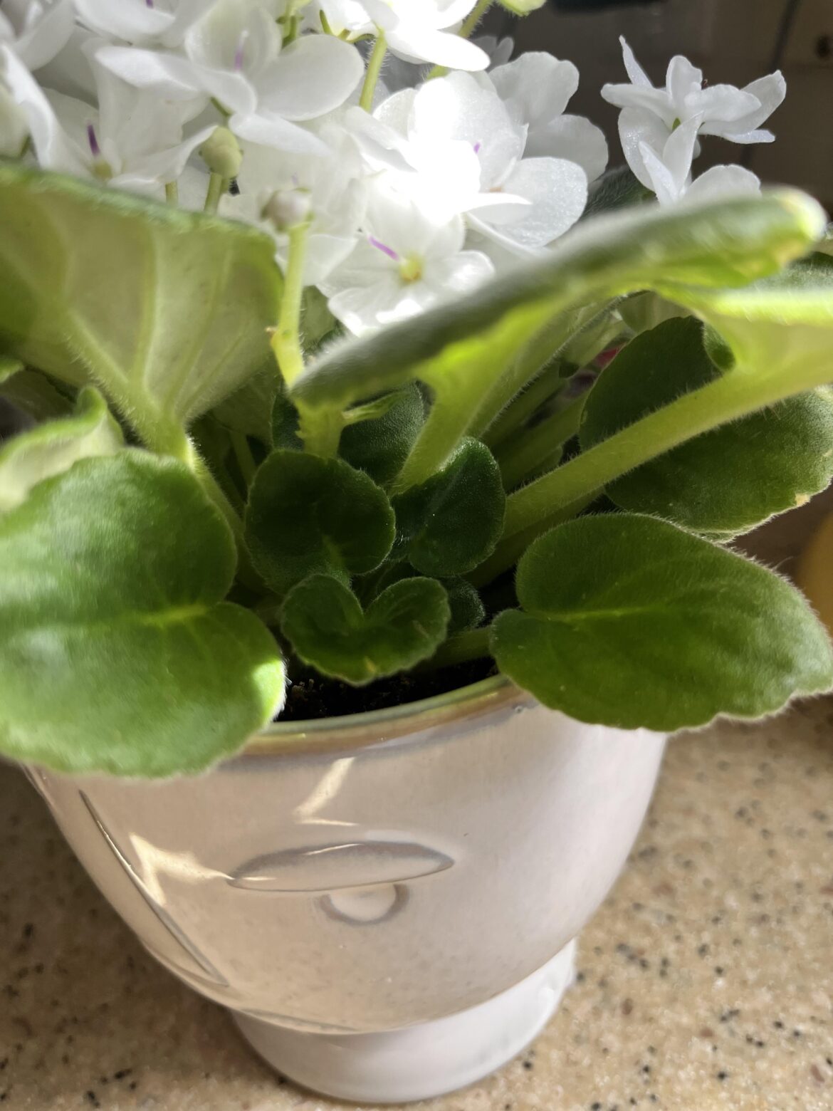 Is this a sucker?