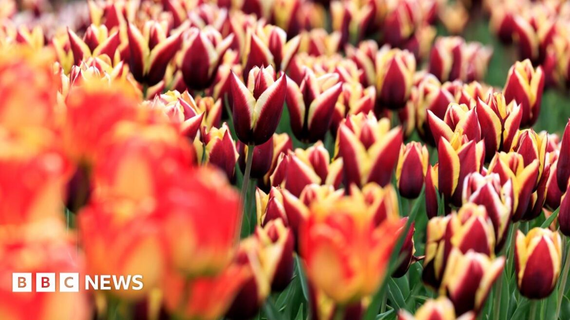 Close up images of tulips coming into bloom - mainly red with yellow heads