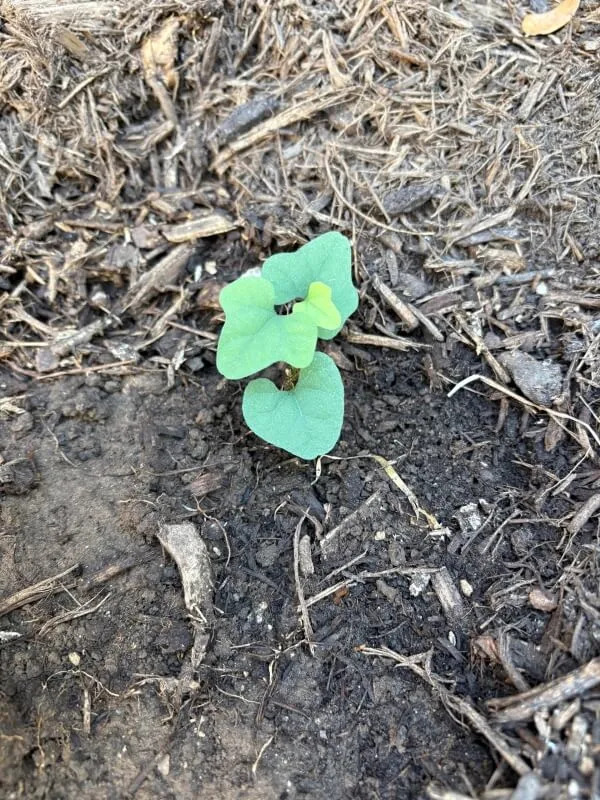 One Redditor asked for help identifying Carolina snailseed — a notorious weed — after finding it in their yard.
