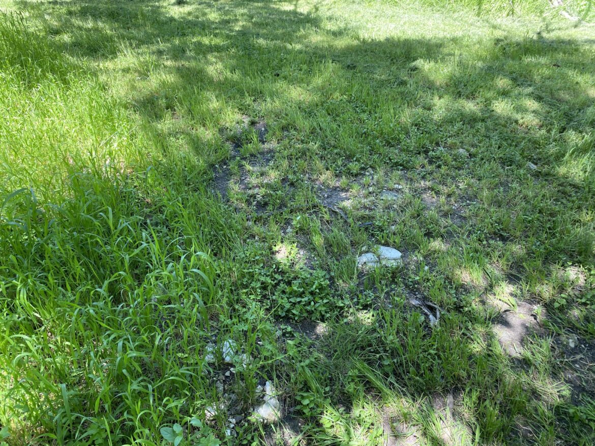 Plan for rewilding 3 acres in Texas Plan for rewilding 3 acres in Texas