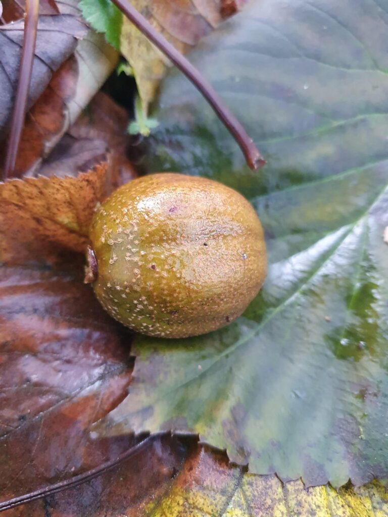 Is this a fruit and if so, what is it?