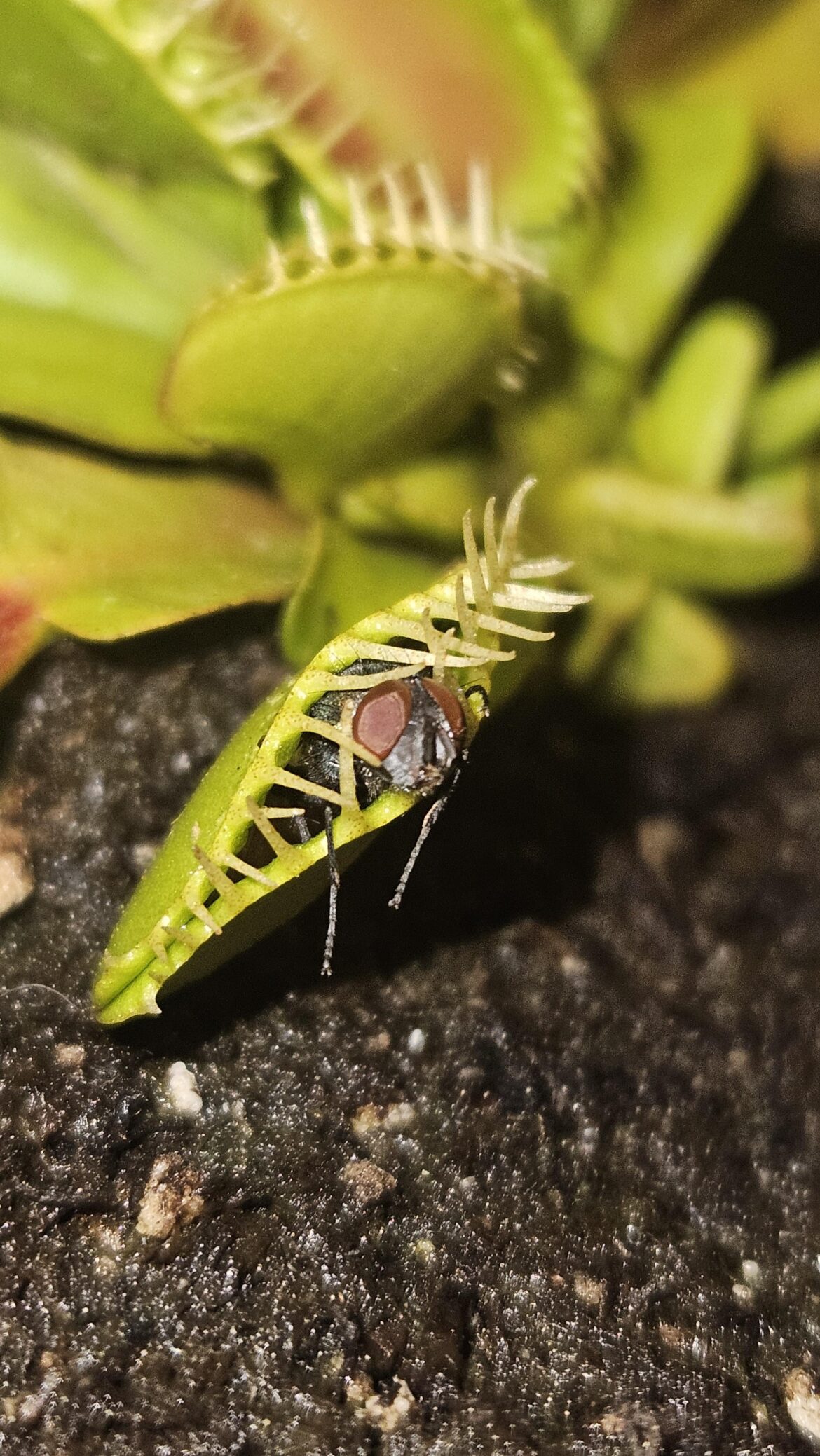 Trap caught a fly halfway