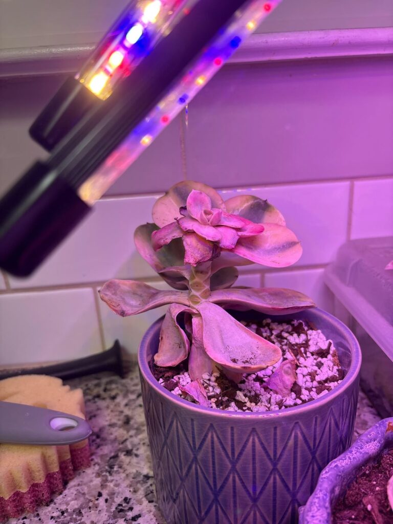 Is my rainbow echeveria gone?