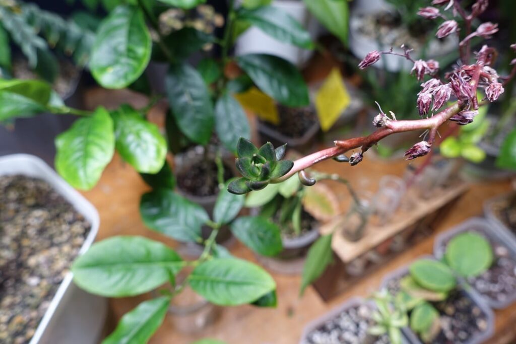 A slight update on my undying Echeveria … A slight update on my undying Echeveria ...