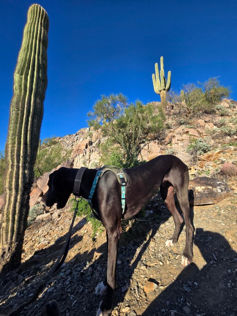 Goofy is loving the cooler weather! Hiking season is here! Phoenix Mountain Preserve is nice and green with all the rains, too!