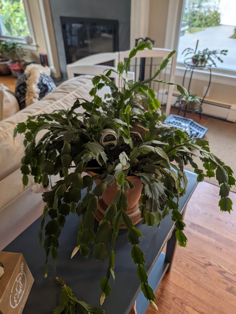 Why are these Christmas cacti dropping? It's almost like it dried out?