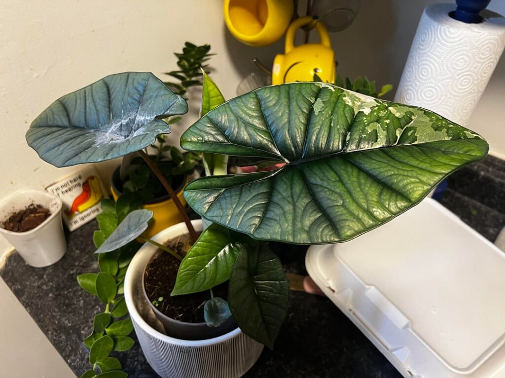 Did I just find what I think I found? 🥲