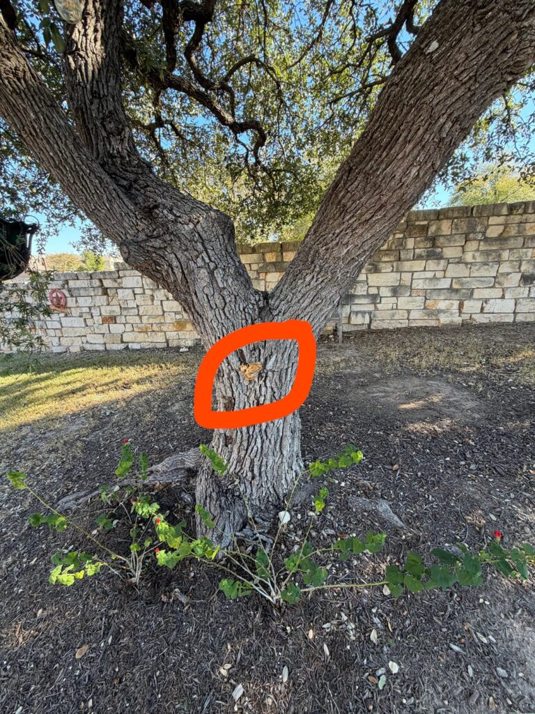 Is my Live Oak ok?