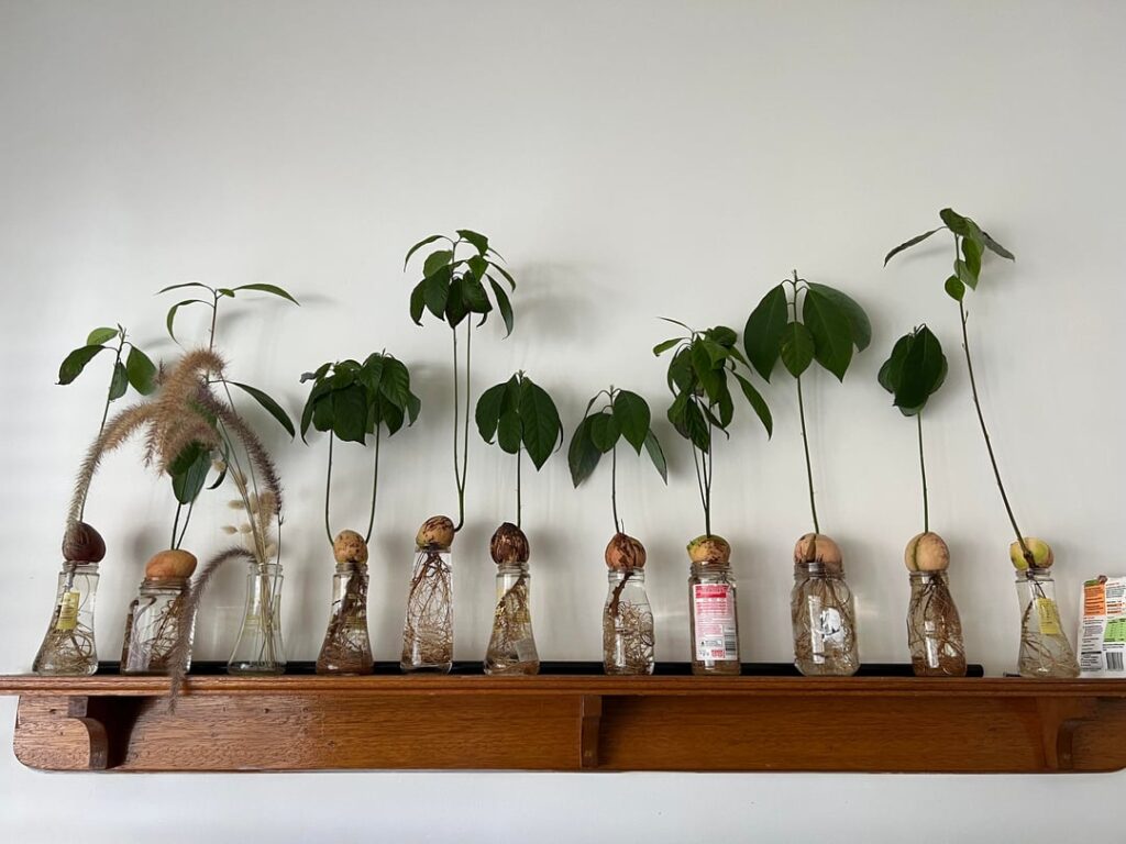 Avocados refuse to thrive :( Avocados refuse to thrive :(