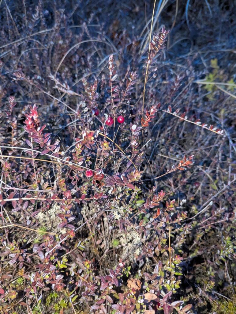 Unknown berry like object