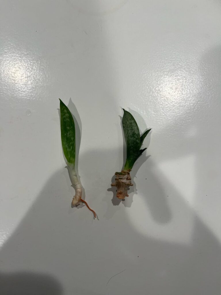 Help can I nurse these back to health!