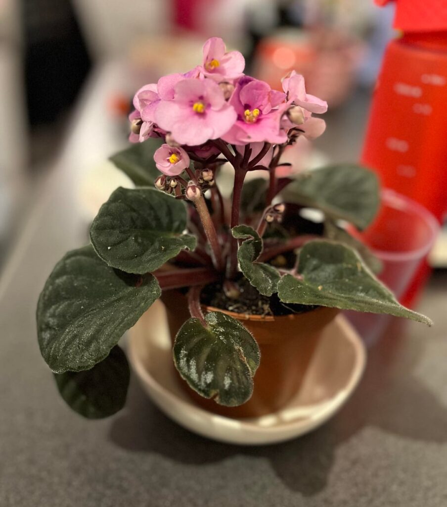 New noid AV New noid AV