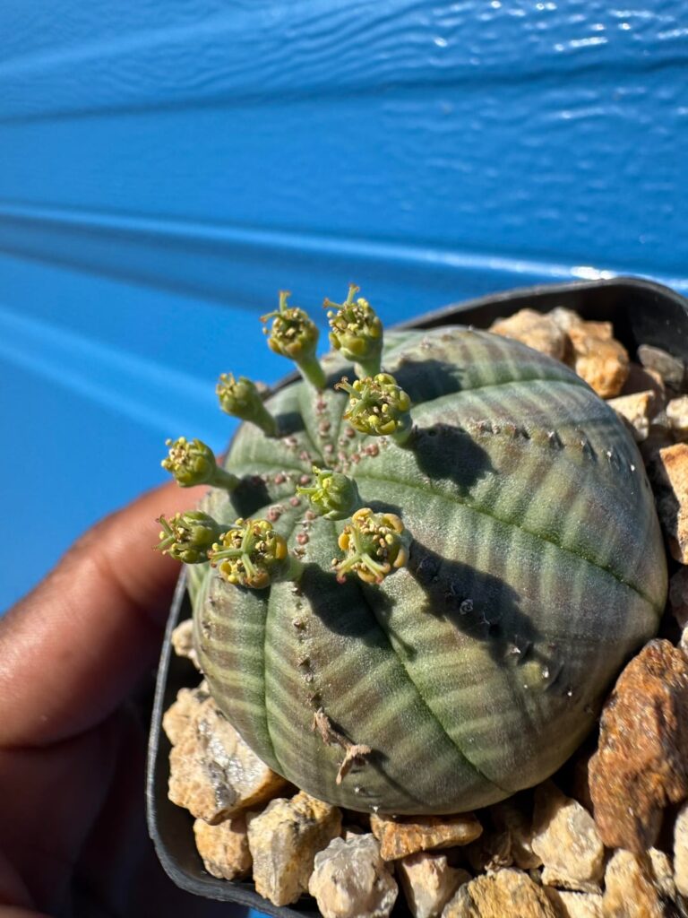 Euphorbia obesa “He-She” Euphorbia obesa “He-She”