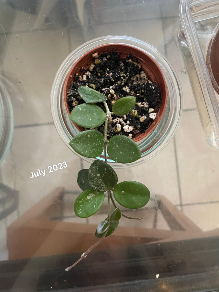 hoya mathilde – 2 year growth hoya mathilde - 2 year growth