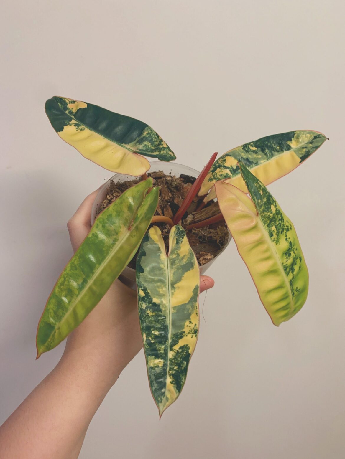 Probably my prettiest plant. The variegation is perfect & love how it’s arranged, like a pretty bouquet.