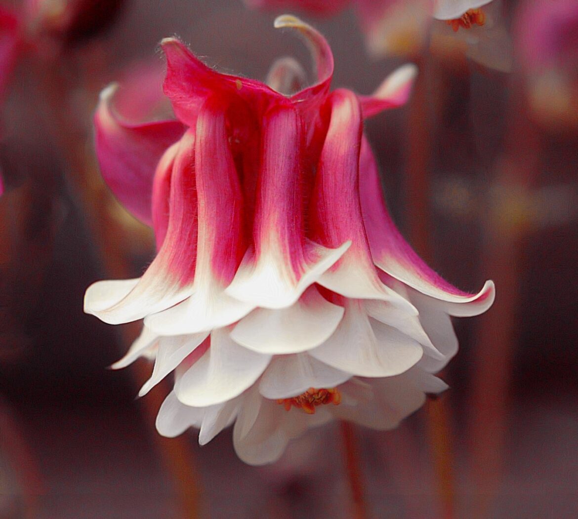 Aquilegia (Columbine) - 'Fancy Pants' [OC]