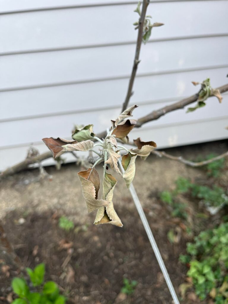 Golden Dorsett Apple tree issue