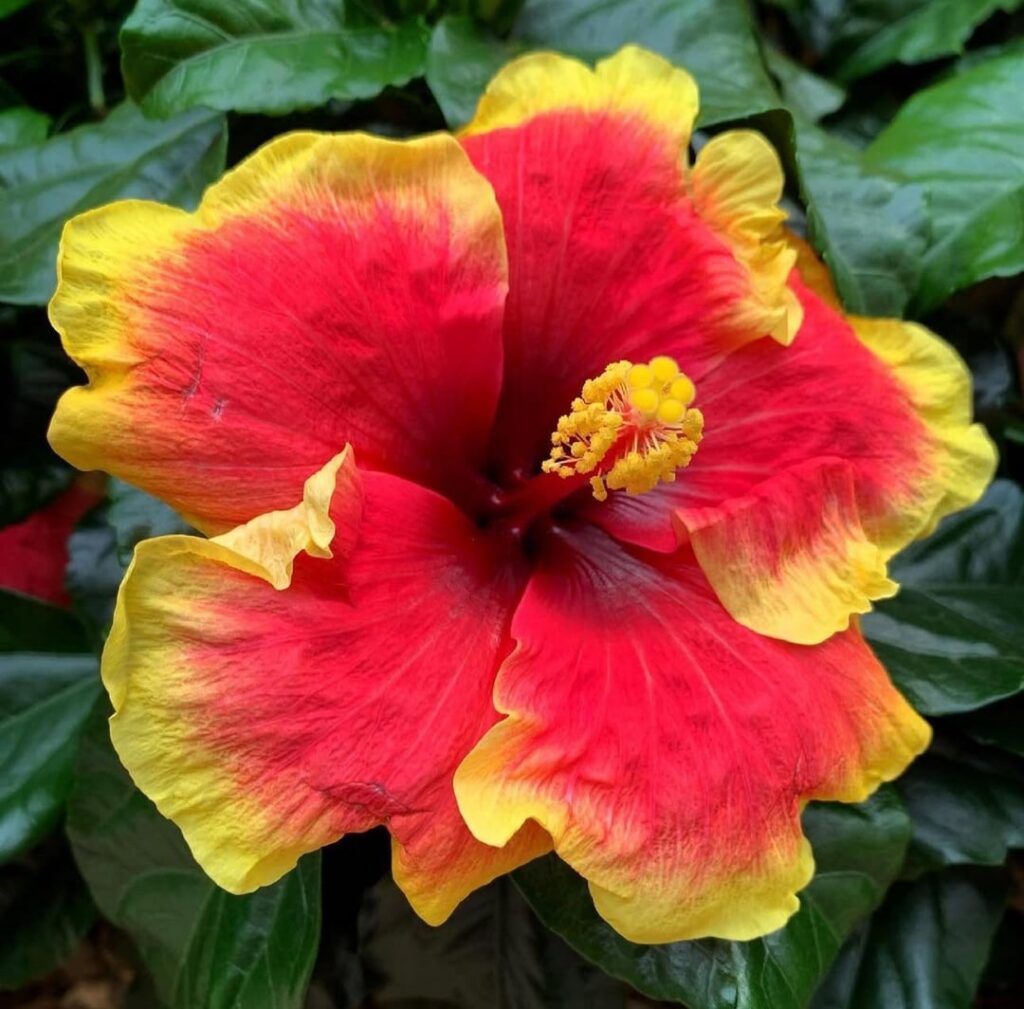 Any love for Hibiscus here?