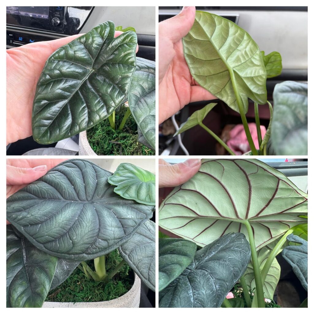 What do I have here?