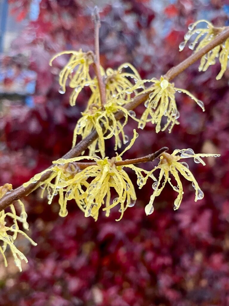 Hamamelis virginiana