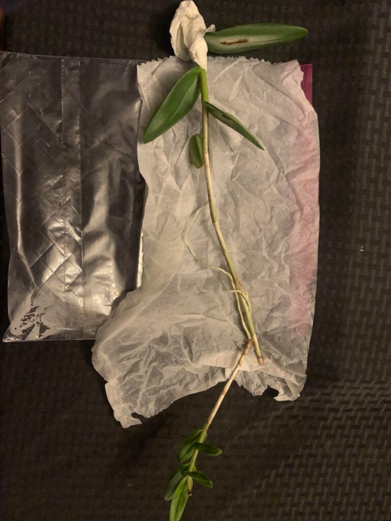 A mystery cutting given to me by a coworker. The customer who gave her the cuttings said ‘it’s from Hawaii’ and nothing else