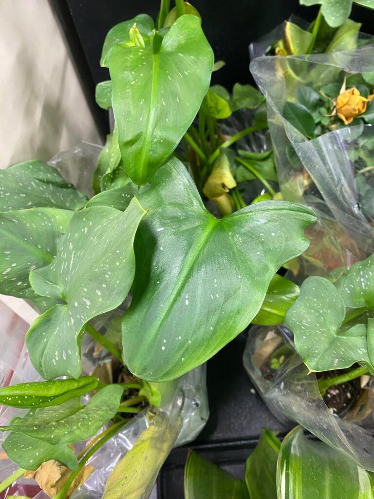 Pretty Plants at my Grocery Outlet