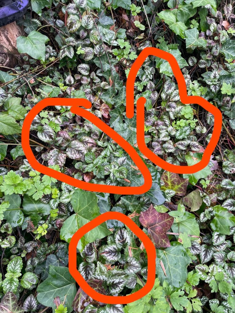 can i propagate these ?