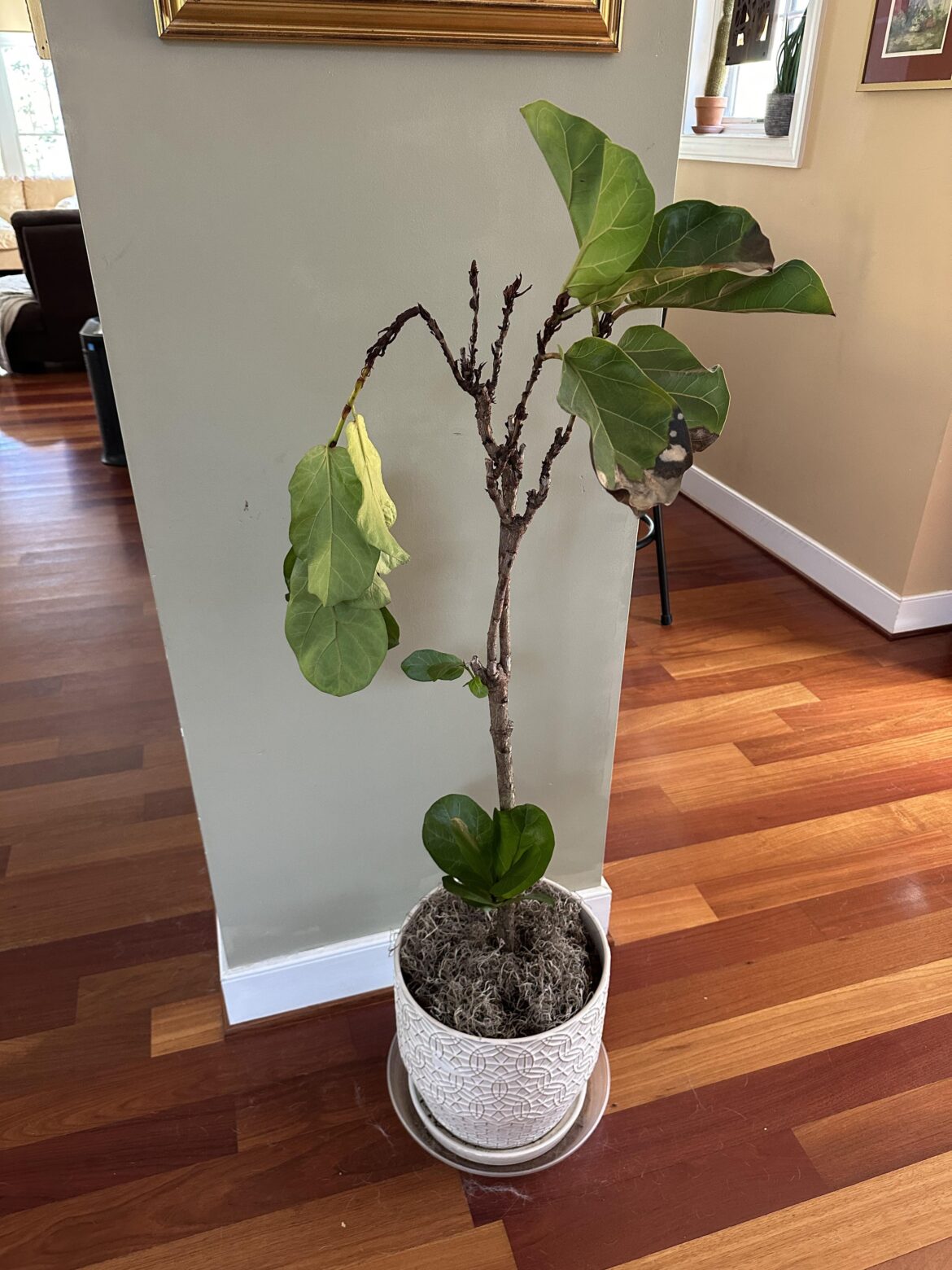 My Fiddle needs help…