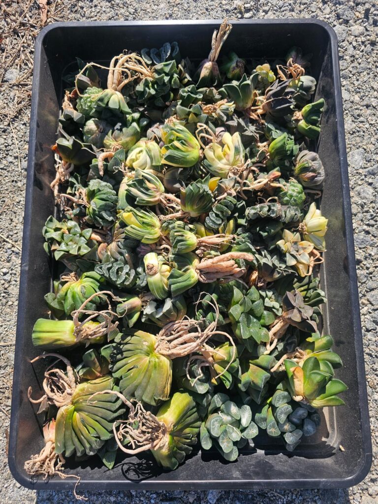 Just got a bunch of New Haworthias in the mail yesterday. Gonna be selling them on Palmstreet today at 4:30 EST