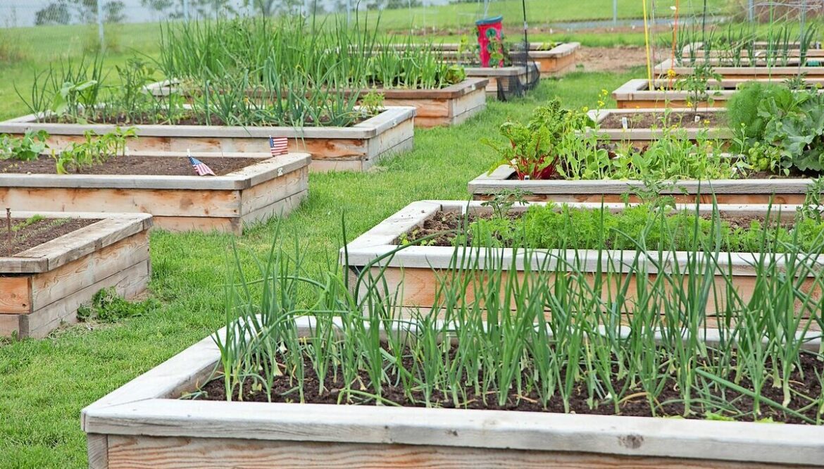 Carrollton Garden Club supports local Scouts and veterans projects