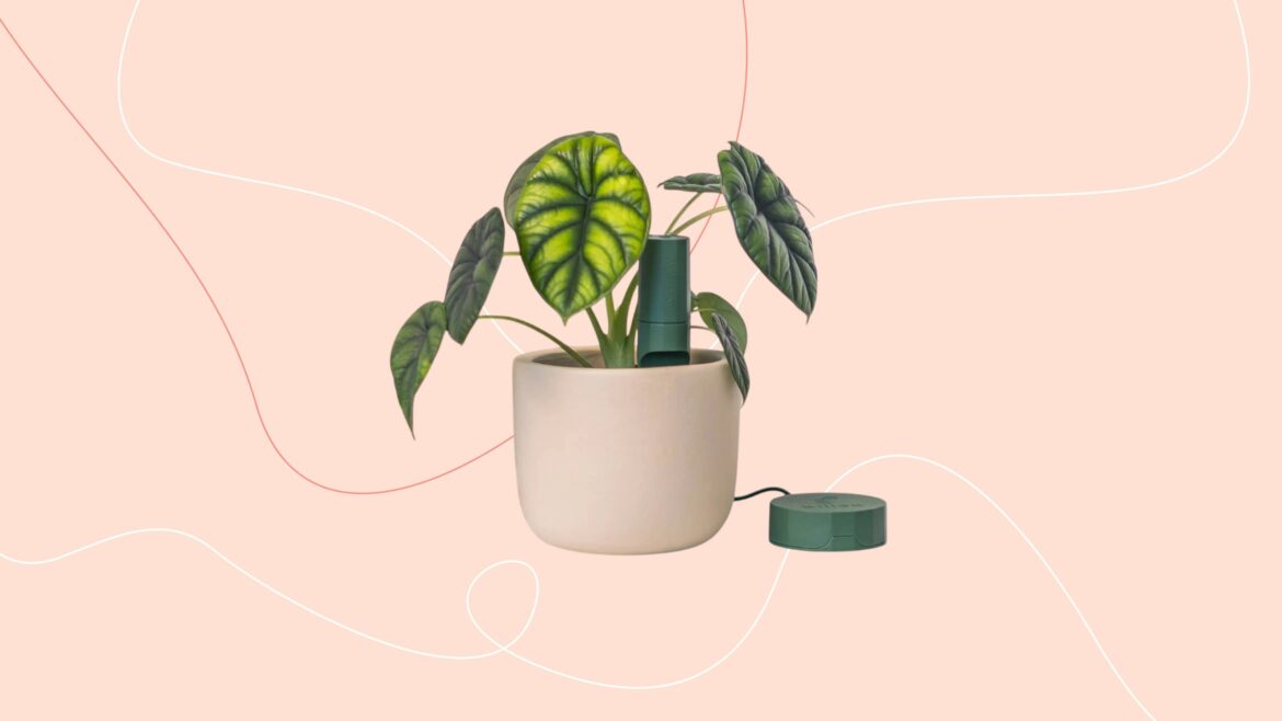 Willow is the smart plant care gadget perfect for gifting