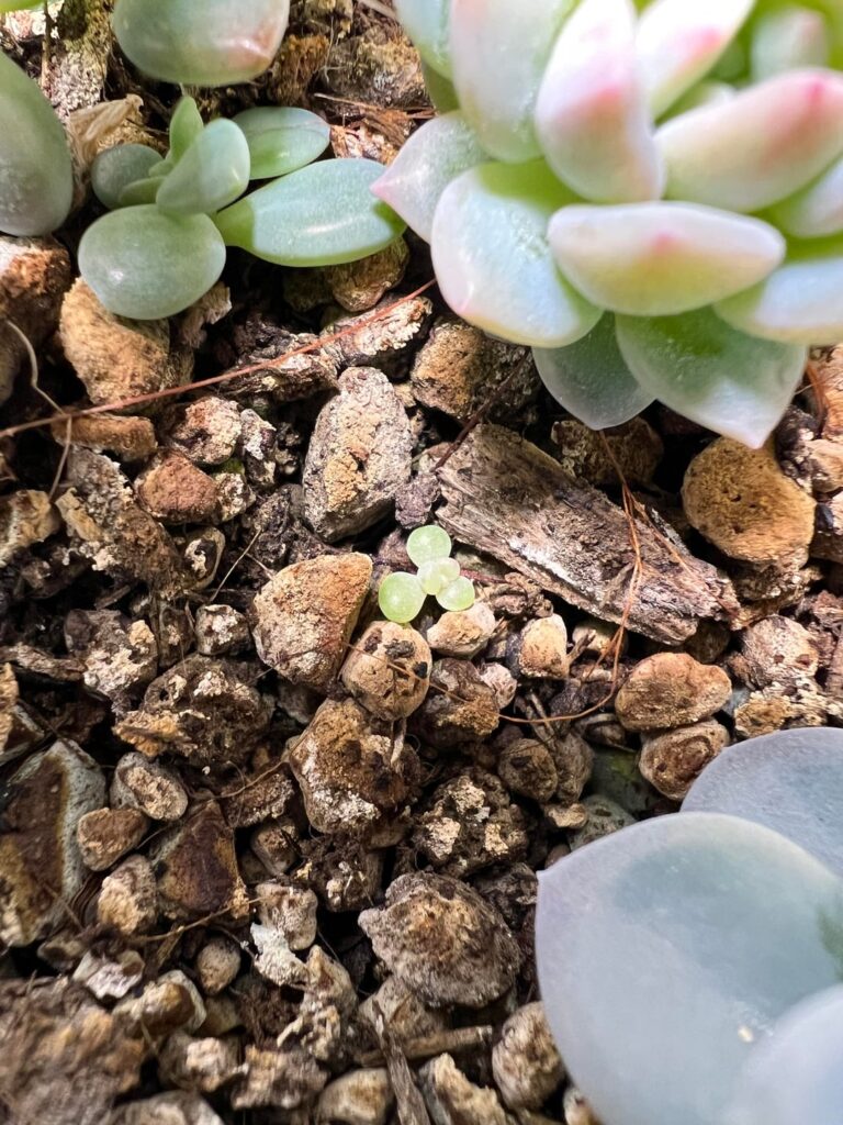 I have noticed a seedling growing between my leaf propagations