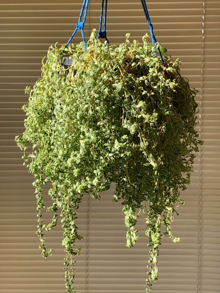 What is this sedum? And what companion should I combine it with?