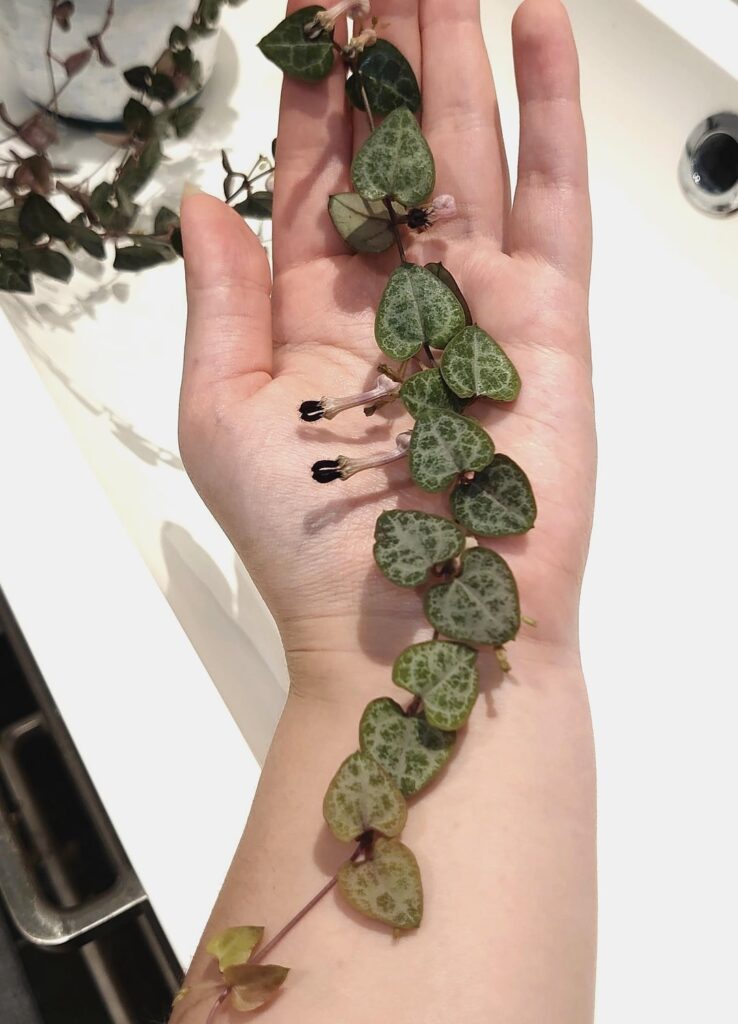So much growth in just a few months! String of heart plants from seed are now 9 months old