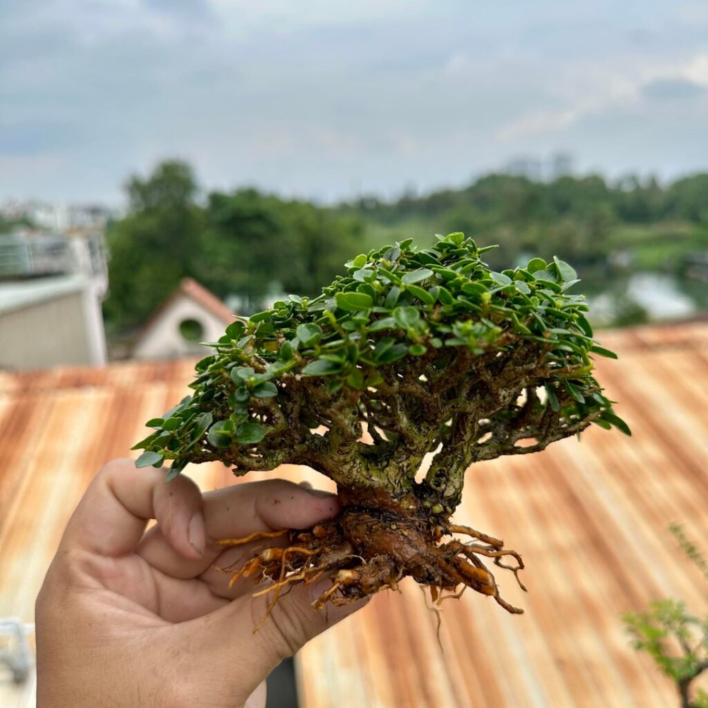 Another premna Another premna