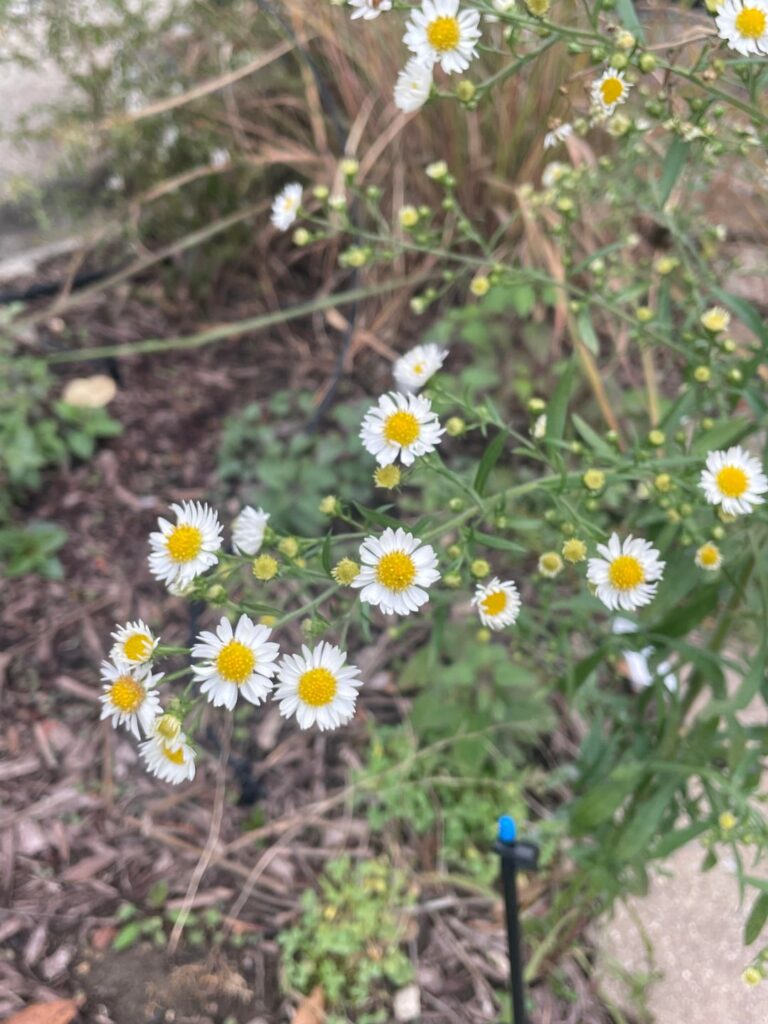 State of my garden as November hits.