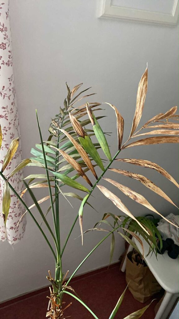 Is it possible to save our palm tree? Is it possible to save our palm tree?