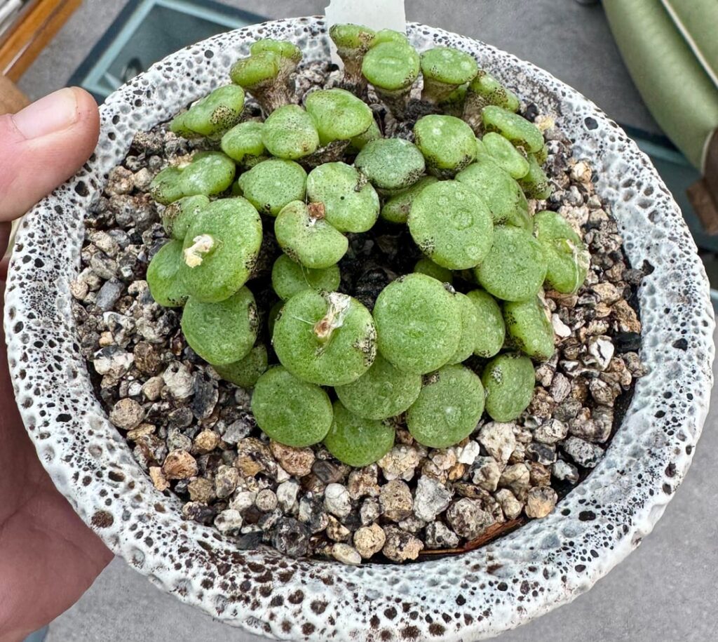 My two cono. ricardianum’s