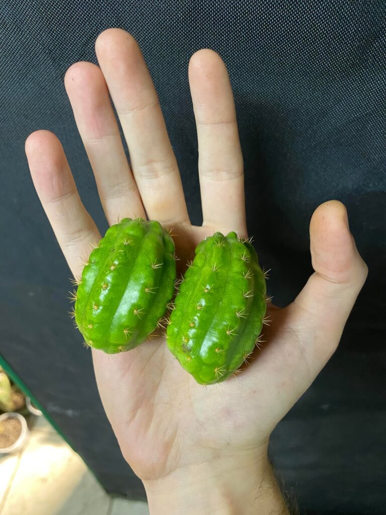 Largest hulks balls I’ve ever seen/grown