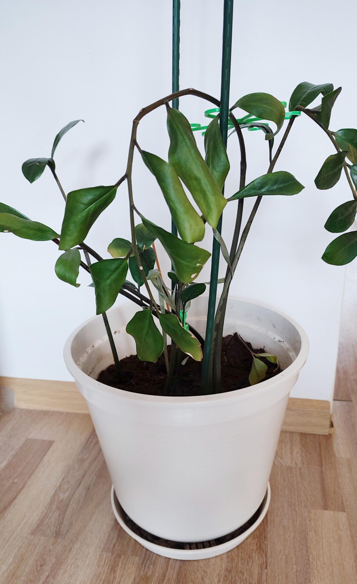 What’s wrong with my zamioculcas? How could I save it? What's wrong with my zamioculcas? How could I save it?
