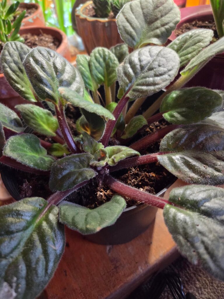 Time to repot?