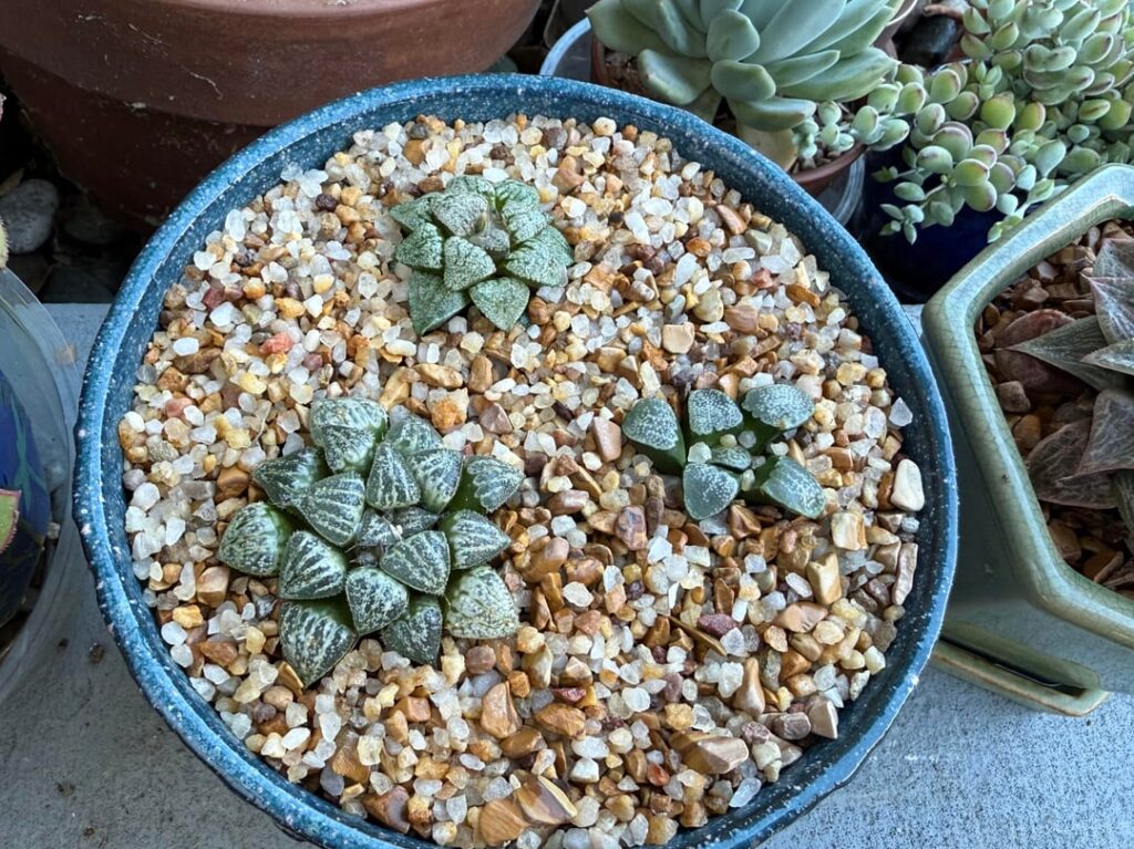 Finally potted up these 3 cuties that I got at the San Jose fall show from Vivid Root 💙