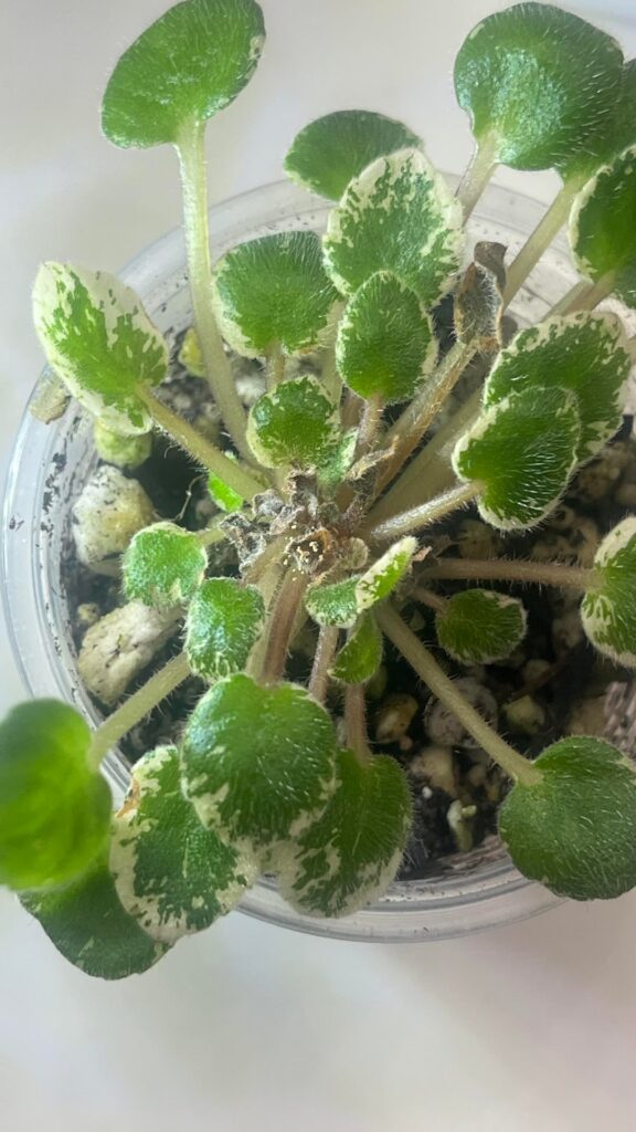 Help identifying Help identifying