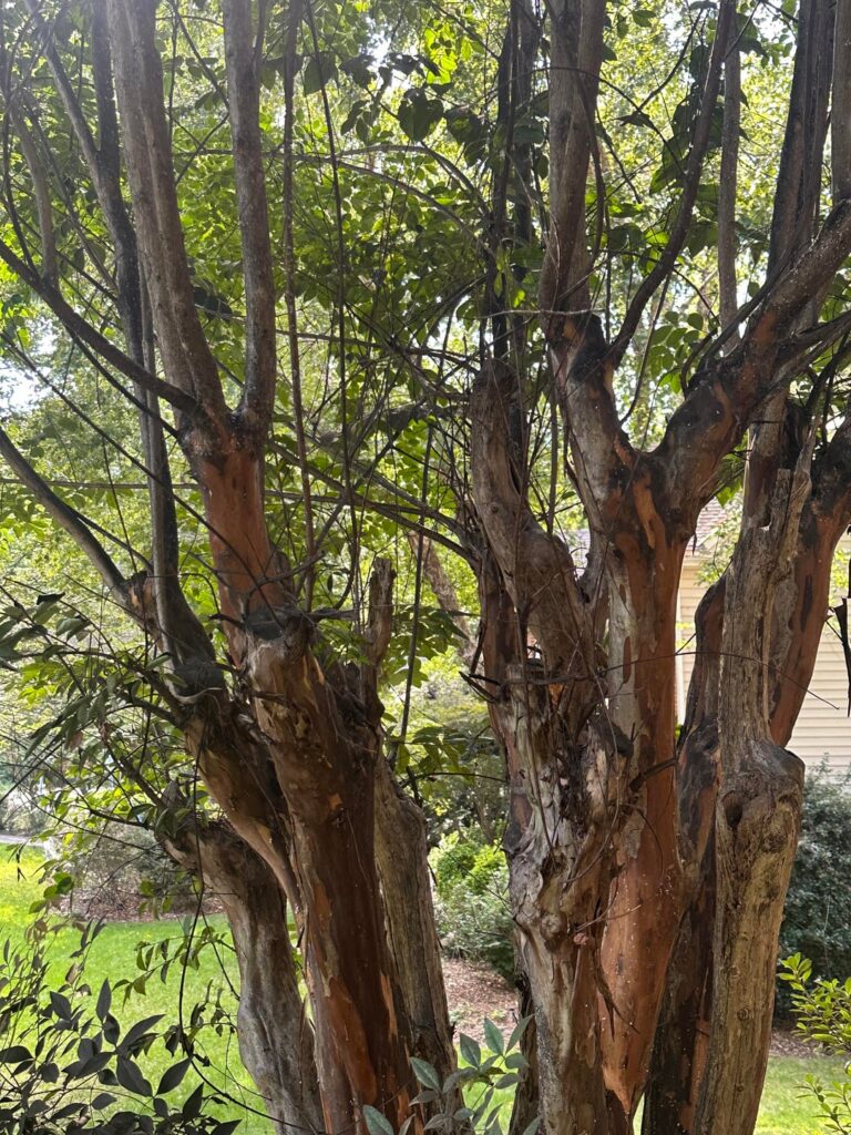Crepe Myrtle
