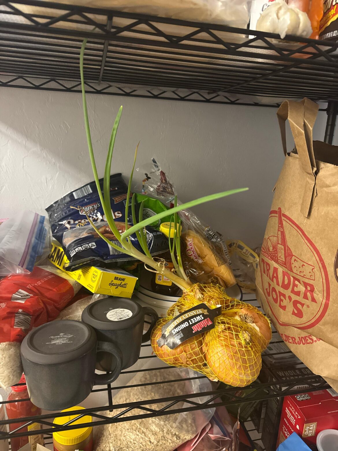 Growing Onions on the pantry