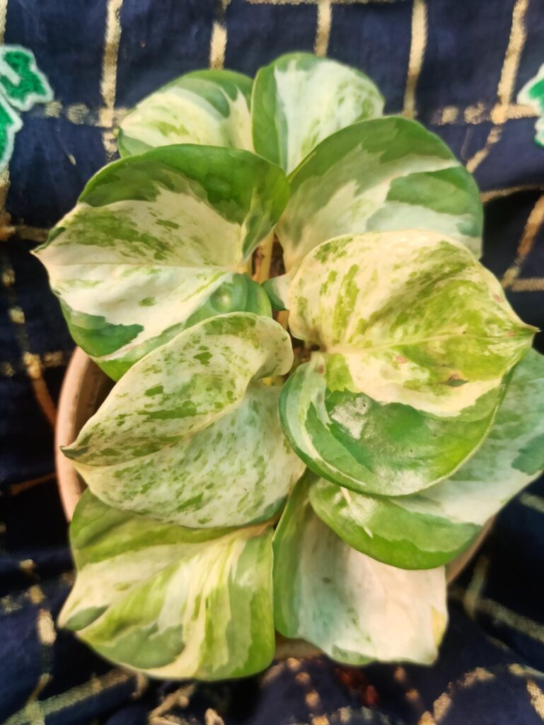 I think majula, but I'm not sure!