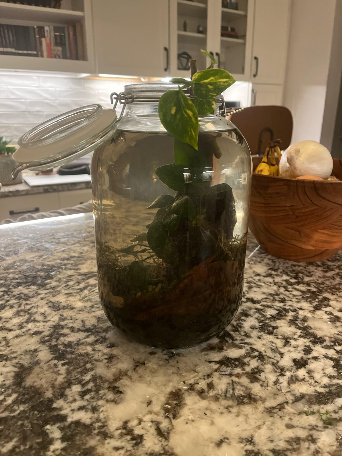 DIY/Custom Grow Light