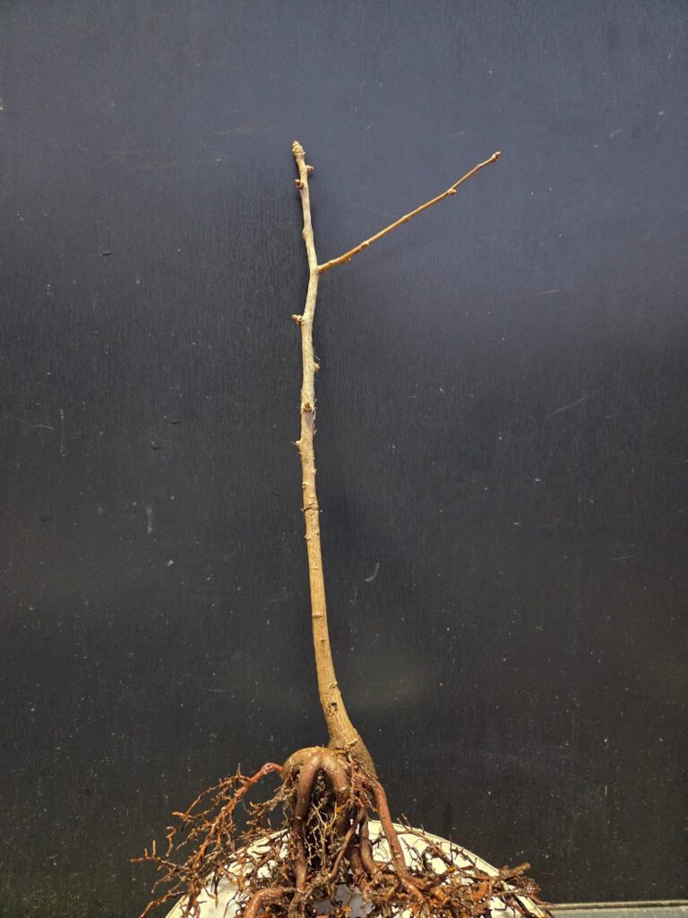 Does this Ginkgo have a chance?