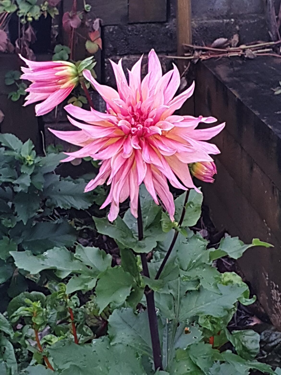 Dahlia Labyrinth (Decorative) Dahlia Labyrinth (Decorative)